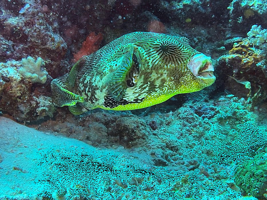 puffer