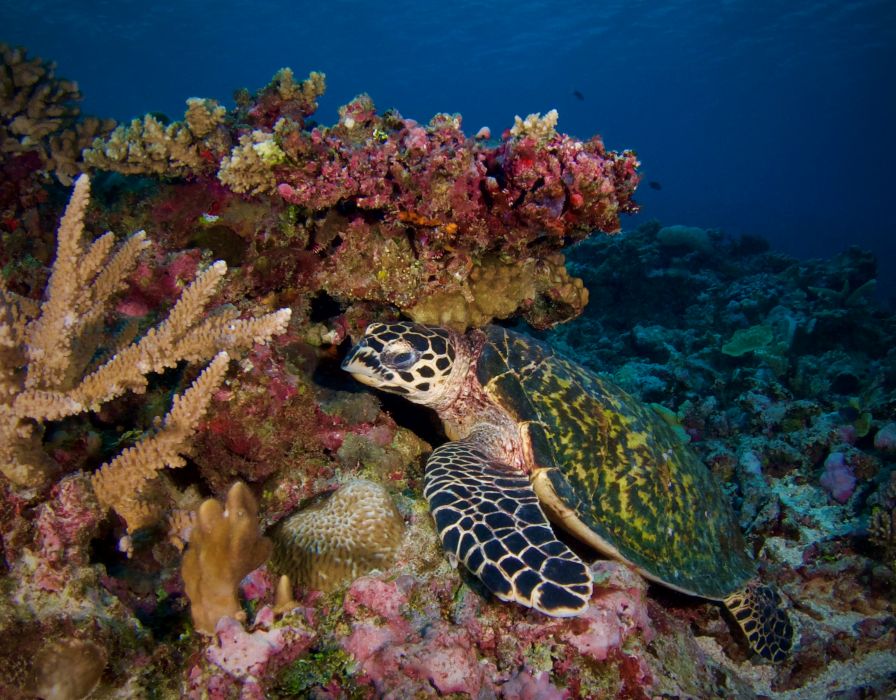 turtle