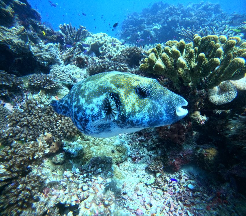 puffer