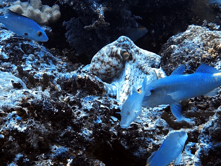 octo
