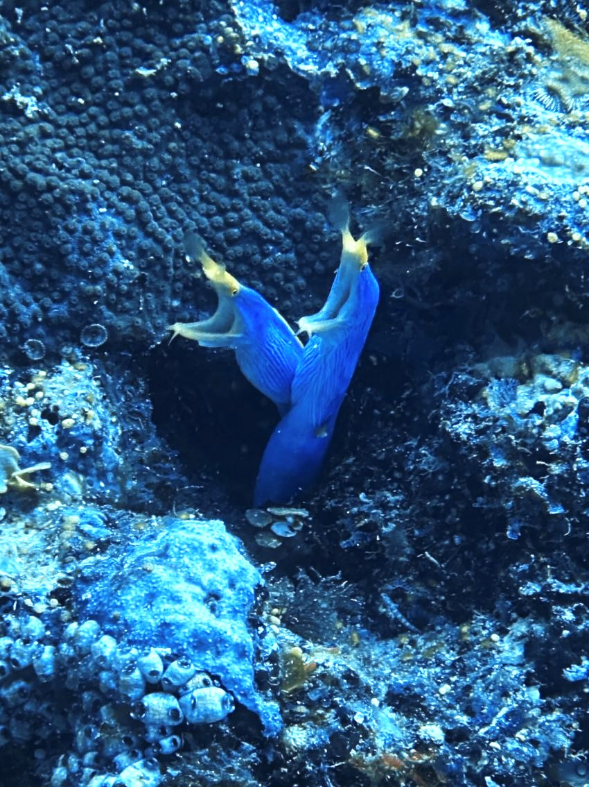 blue