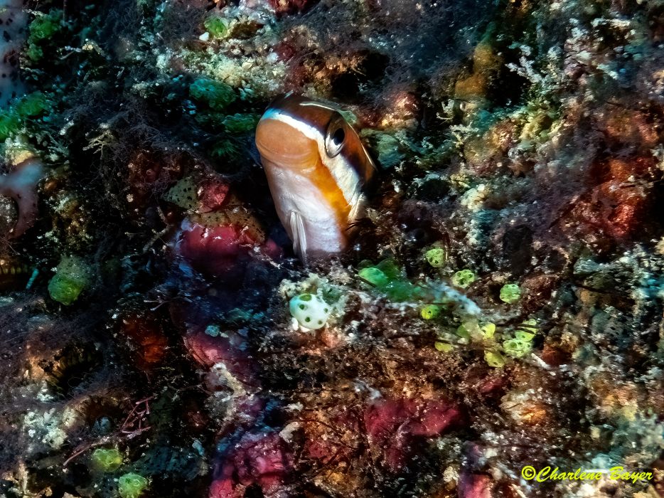 fanblenny