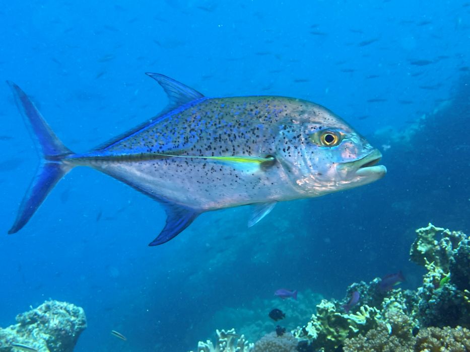 trevally