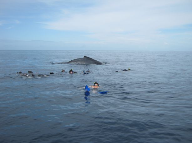 Dolphins, Pilot & Humpbacks all together - taken by Eddie