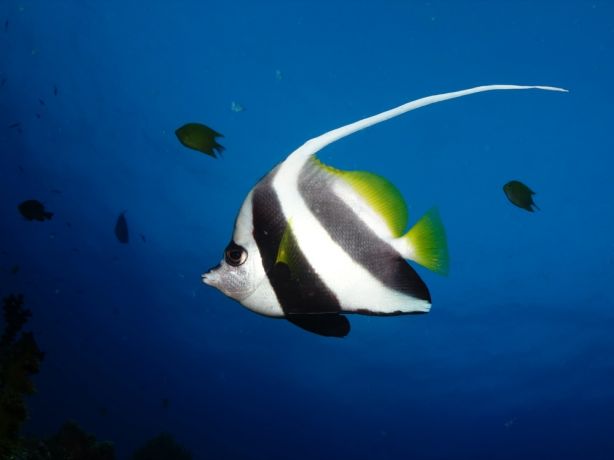 Bannerfish - by Cindy