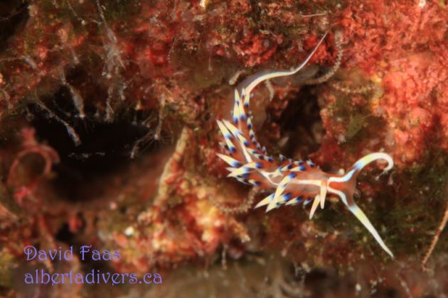 Frilly flabellina - by David
