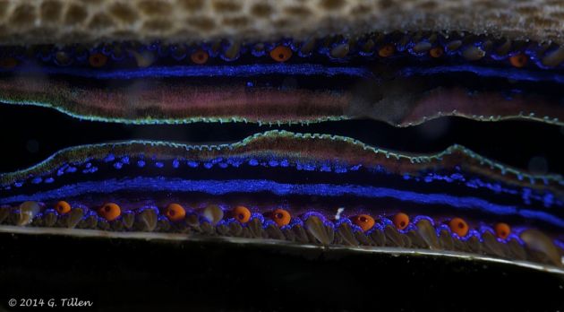 Primitive eyes of the iridescent scallop - by GT