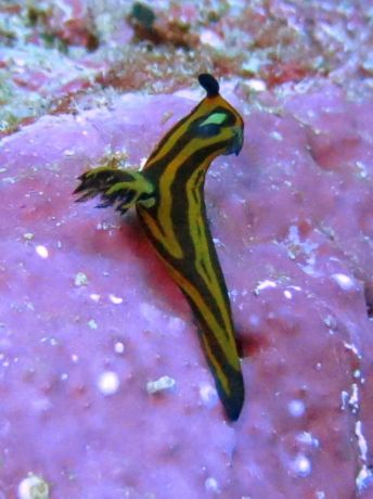 Rare tambja affinis found in Fiji - by Alex