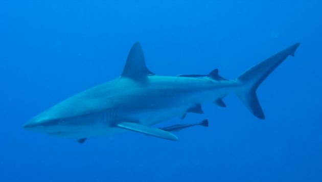 Chalk that up on the Great Fiji Shark Count! - by Artur