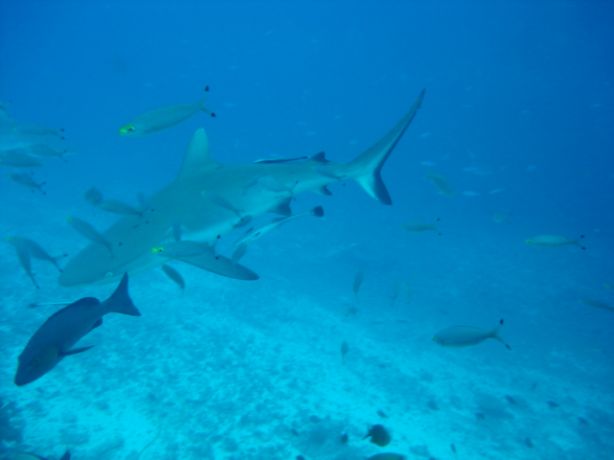 Grey reef shark & entourage - by Aurea
