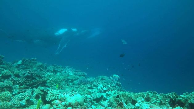 Still from video of whales during scuba dive - by Chris