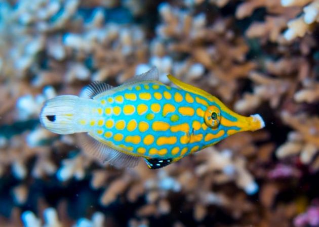 And the 2015 Cutest Fish in Fiji goes too... - by Dave