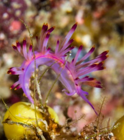 Fabulous flabellina - by Dave