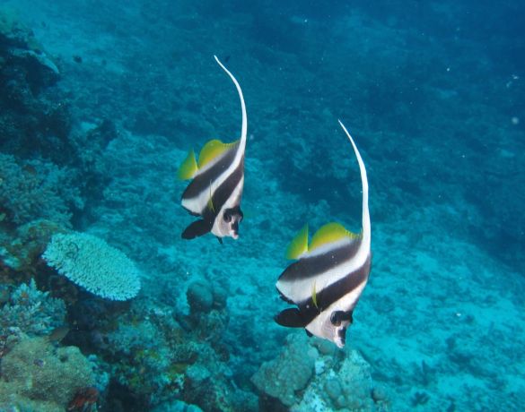 The bannerfish go marching - by David