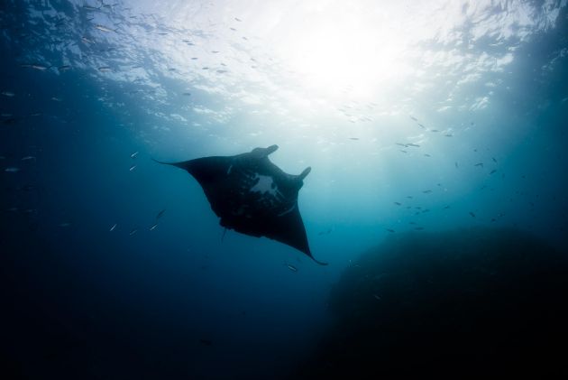 Yes, we also saw mantas - by Hergen
