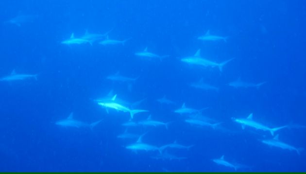 That's 40 hammerheads! - by Hollyce
