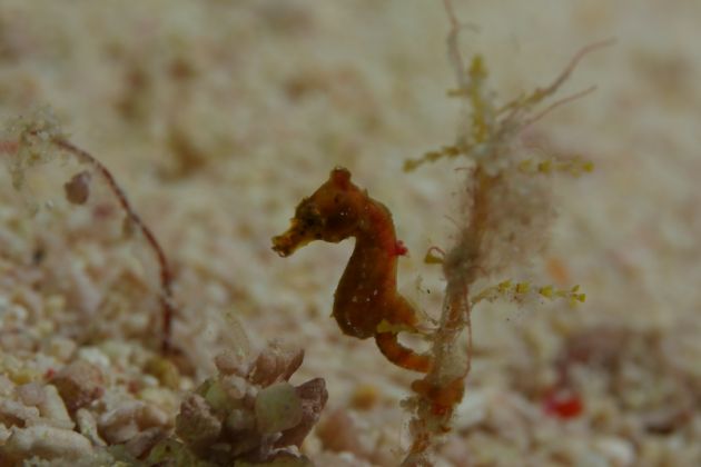 We've never seen this color of pygmy seahorse before! Where did you come from? - by Jason