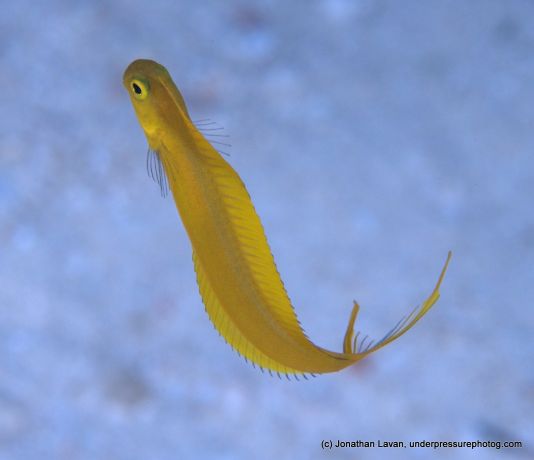 Fiji's very own cheeky-little-bastard fish - by Jonathan