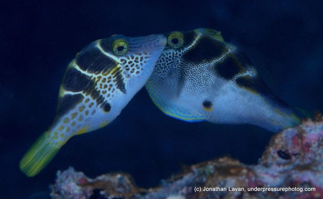 Awesome shot of a toby and a mimic filefish, mimicking the toby. Jagetme? - by Jonathan