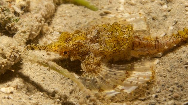 Hello stranger! A sea moth in Wakaya Bay - by Juan