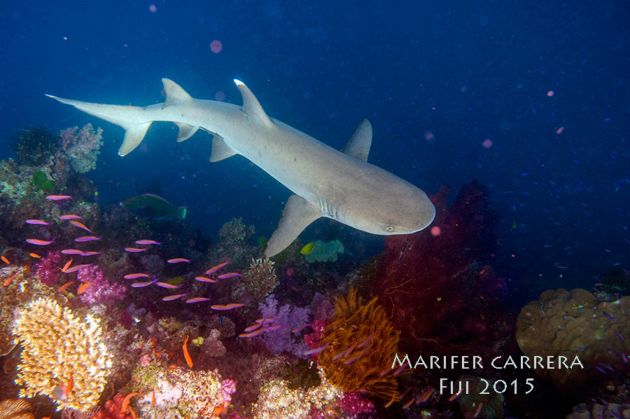 Shark reef - by Marifer