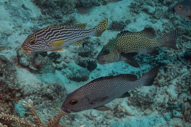 Count em! 3 sweetlips species in one shot! - by Mark