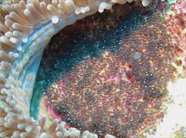 Future angry anemonefish of Fiji - by Mark