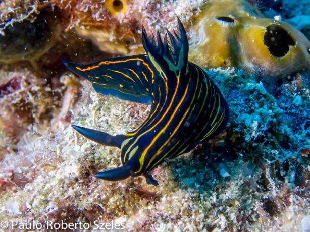 Extremely rare (in Fiji) yellow-lined roboastra - by Paulo