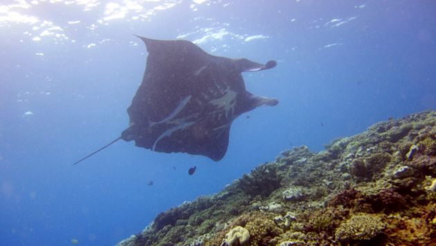 Because you can NEVER have too many manta pictures - by Pete