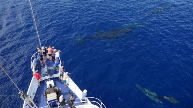 Whales AND dolphins AND Nai'a, Bravo! - by Peter