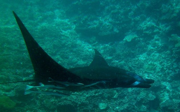 Manta, you are clear to land - by Steve & Liz