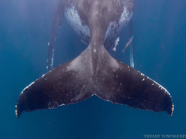 Whale Tail II - by Tiffany