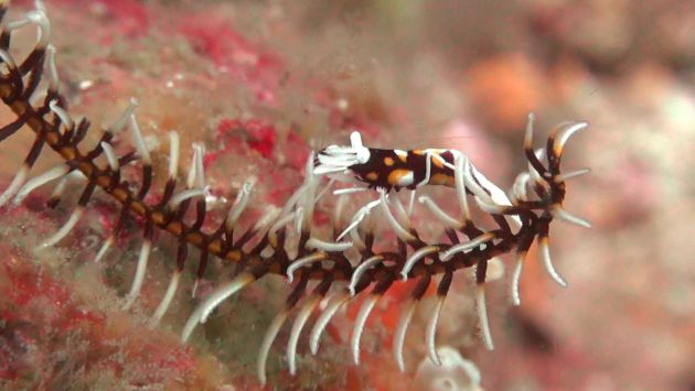 Crazy crinoid critter I - by Karen