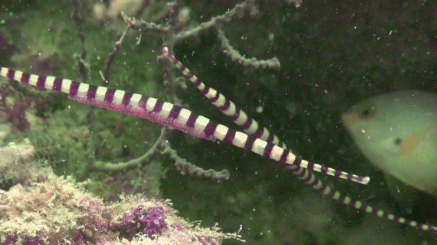 Ringed pipefish with eggs - by Karen
