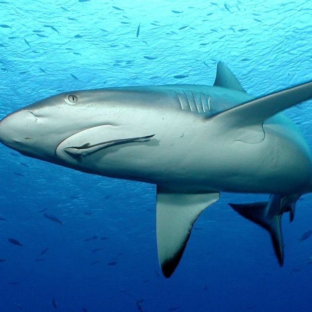 Fiji's Sharks, Mantas, & Big Fish
