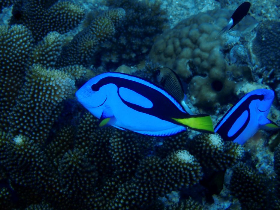 Finding Dory & Whale Symphony