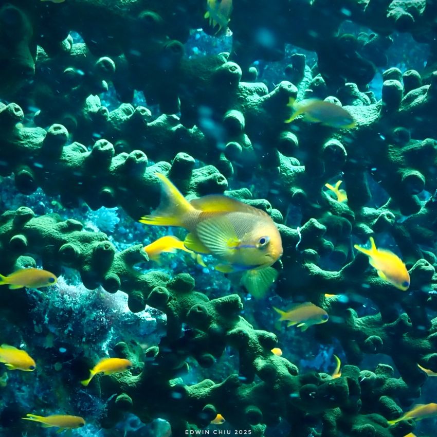 We Are Color, Fiji Is Color