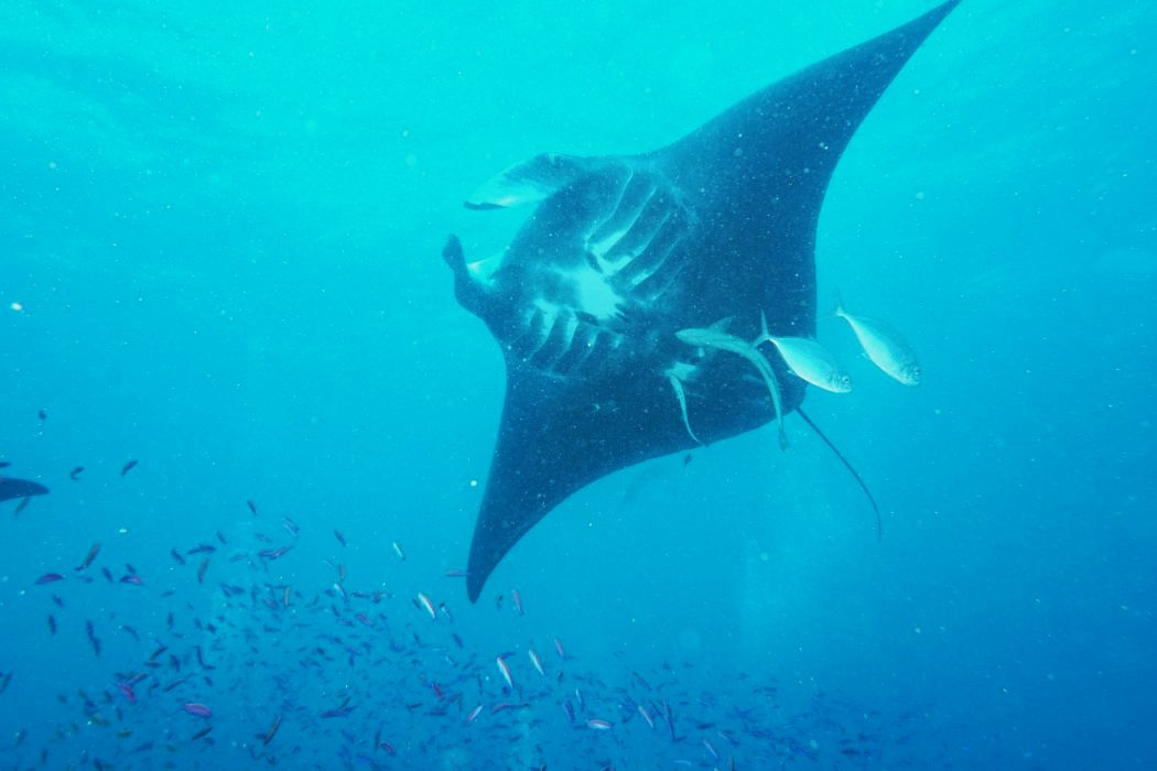 It Was A Manta Fest