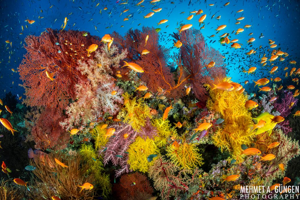 Mayhem & Chaos: The True Essence Of Fiji