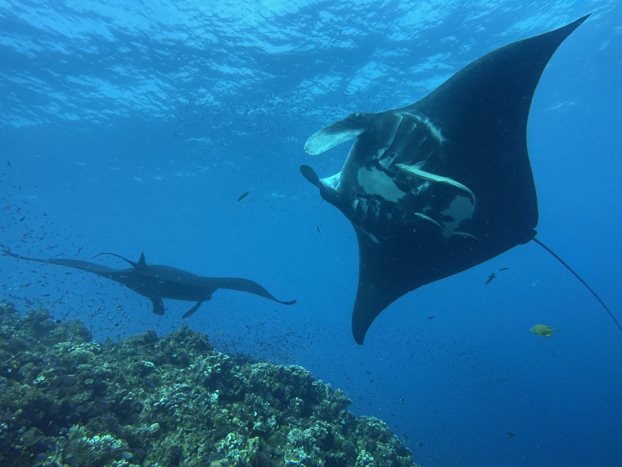 Dance Of Mantas