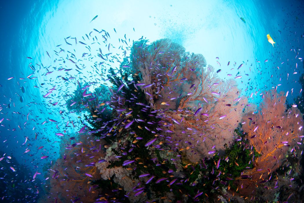 Heartbeat Of The Reef