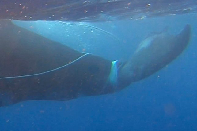 Ha'apai Humpback Whale Rescue