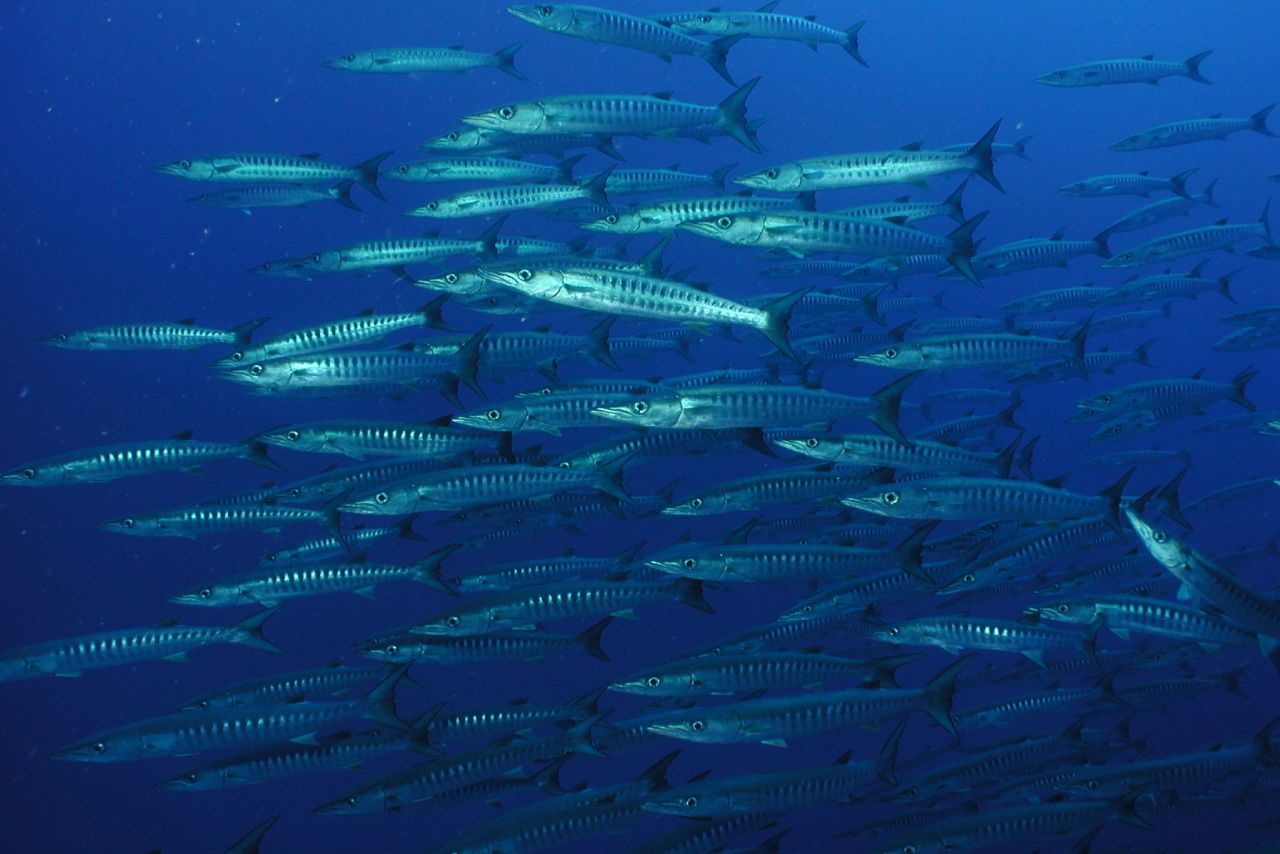 Barracuda schools circle the deepwater seamounts, always keen to check out a diver.