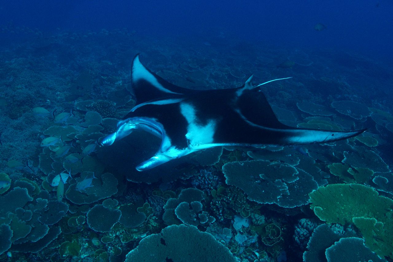 NAI’A divers often encounter resident manta rays feeding in the outgoing current or getting cleaned at offshore cleaning stations or, like this one, coming by to say hi!