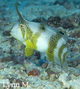 Juvenile Razorfish.