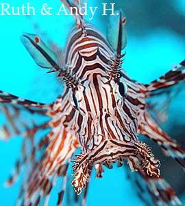 Lion Fish: a voracious predator