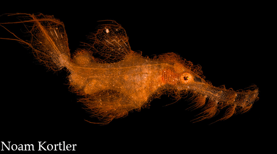 Hairy Ghostpipe fish