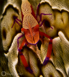 Emperor shrimp on a sea cucumber