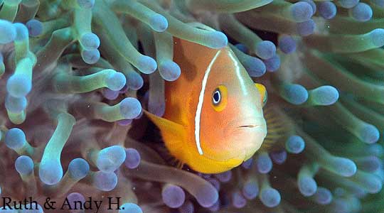 Anemone fish make for great photo oputunities.