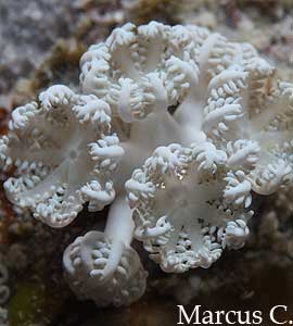 Xenia coral feeding